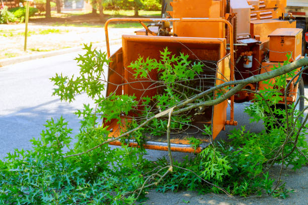 Best Tree Removal  in Monee, IL