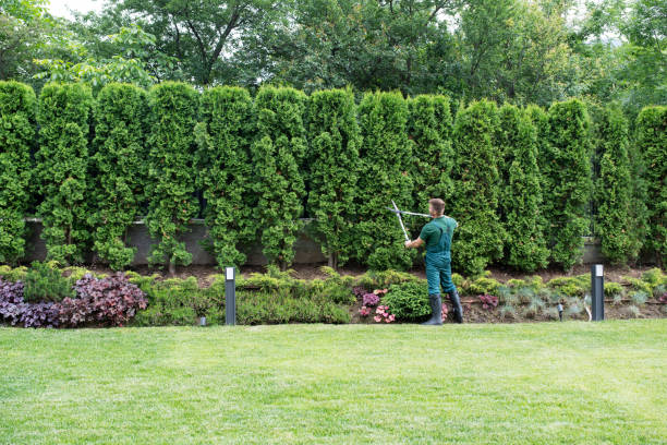 Best Tree Disease Treatment  in Monee, IL