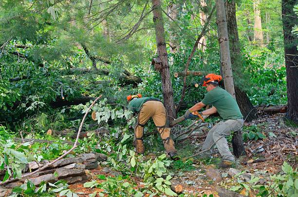 Best Weed Control  in Monee, IL